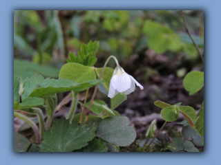 Wood-sorrel near Broomhill Terrace footbridge. 21st April 2021.jpg